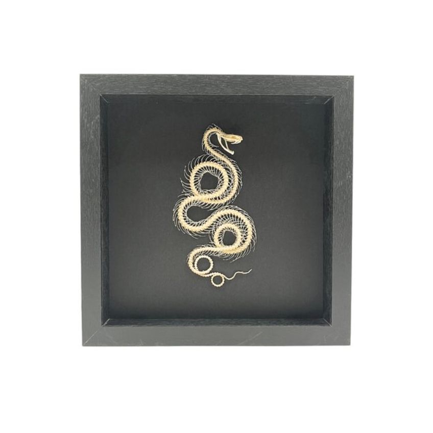 Cadre "Squelette de Serpent – Cabinet de Curiosités" – Pièce Entomologique Unique – Format 25x25 cm - Boutique Ømm