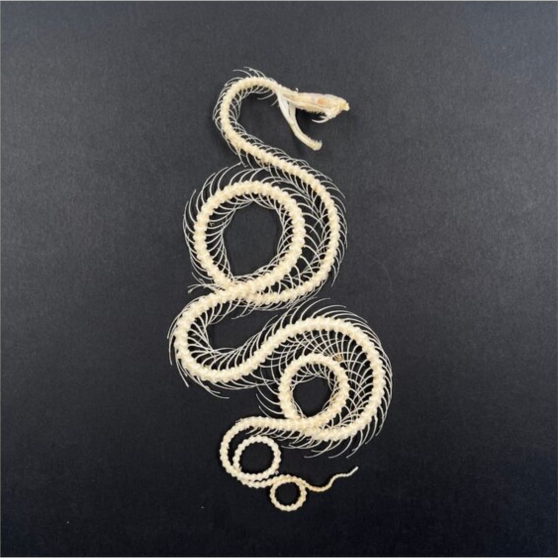 Cadre "Squelette de Serpent – Cabinet de Curiosités" – Pièce Entomologique Unique – Format 25x25 cm - Boutique Ømm