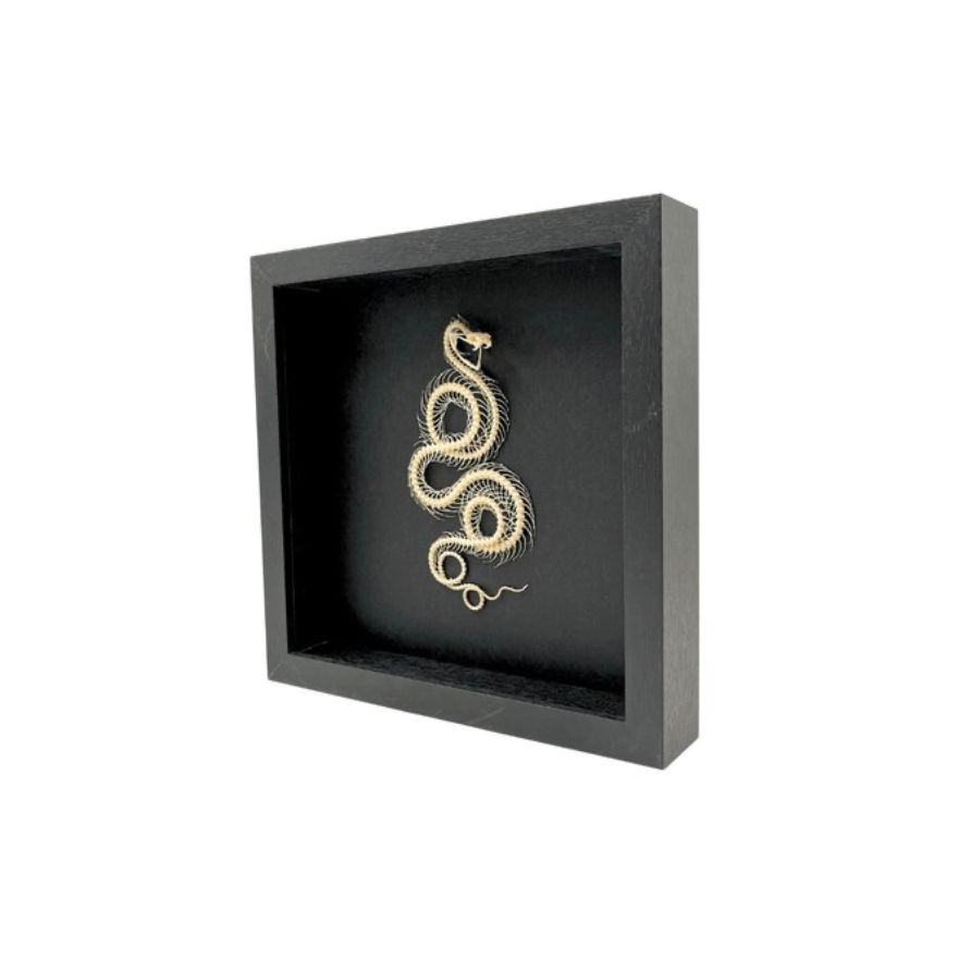 Cadre "Squelette de Serpent – Cabinet de Curiosités" – Pièce Entomologique Unique – Format 25x25 cm - Boutique Ømm