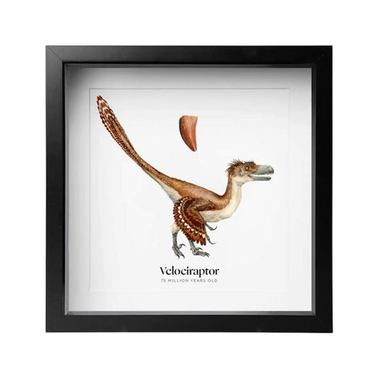 Cadre décoratif contenant une dent fossile authentique de Velociraptor et une illustration scientifique