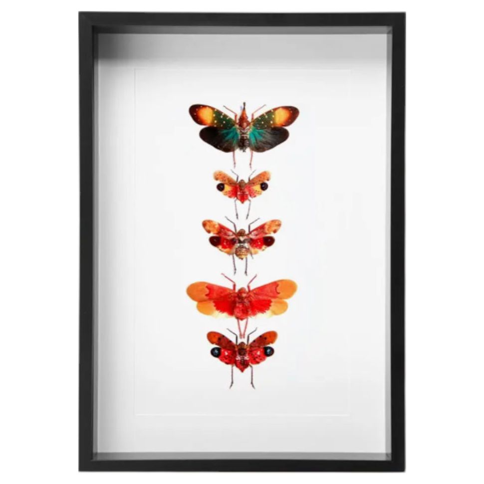 Collection de Lanternfly sous cadre – Série entomologique exotique - Boutique Ømm