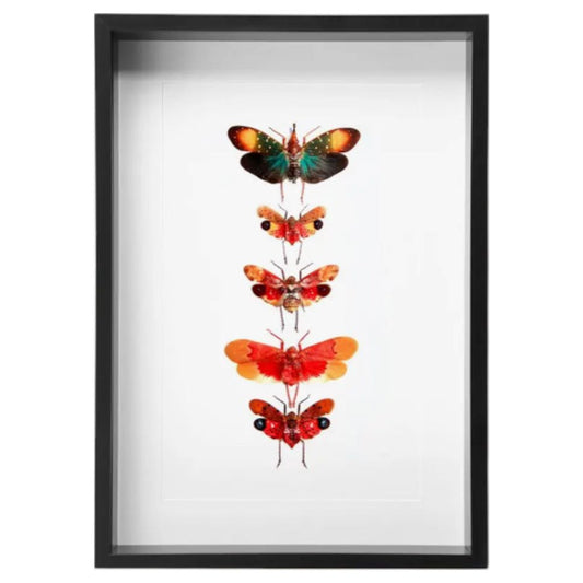 Collection de Lanternfly sous cadre – Série entomologique exotique - Boutique Ømm