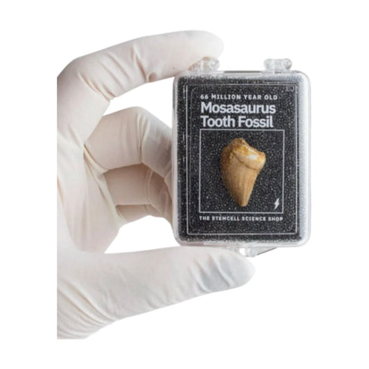 Dent fossile de Mosasaurus – Reptile marin du Crétacé - Boutique Ømm