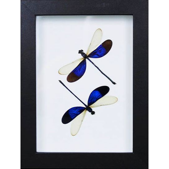 Duo de Neurobasis Chinensis encadré – Libellules d’Asie du Sud-Est (15 x 20 cm) - Boutique Ømm
