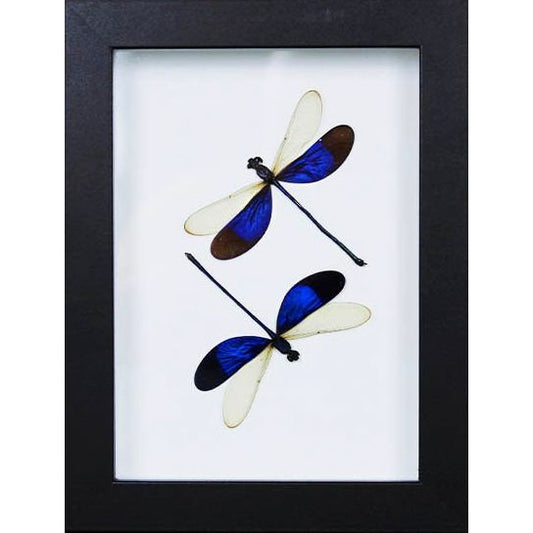Duo de Neurobasis Chinensis encadré – Libellules d’Asie du Sud-Est (15 x 20 cm) - Boutique Ømm