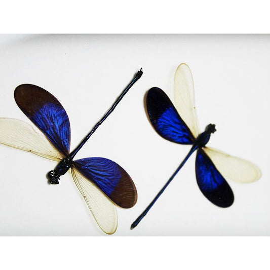 Duo de Neurobasis Chinensis encadré – Libellules d’Asie du Sud-Est (15 x 20 cm) - Boutique Ømm