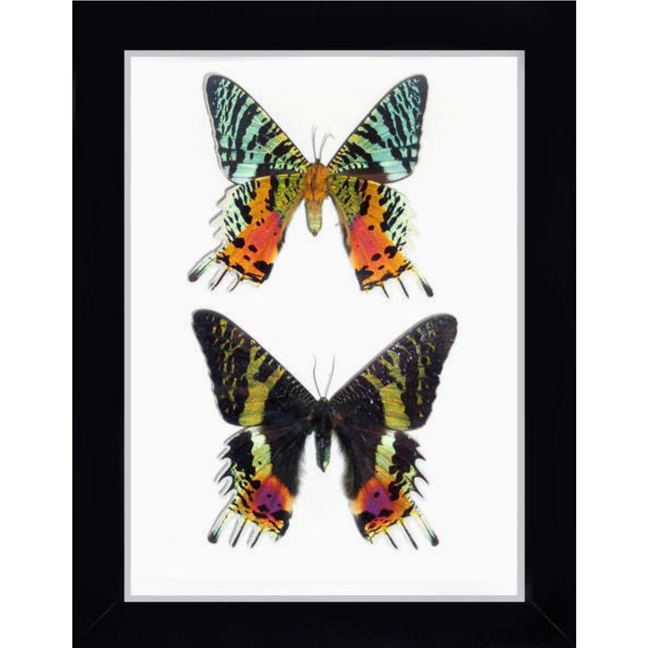 Duo de papillons Urania ripheus encadrés dans un cadre noir 22,5 x 28 cm