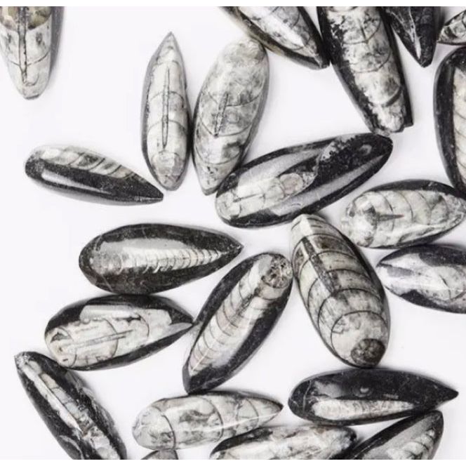 Fossile de Geisenoceras – Céphalopode du Dévonien - Boutique Ømm
