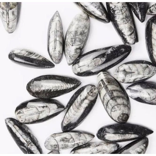 Fossile de Geisenoceras – Céphalopode du Dévonien - Boutique Ømm