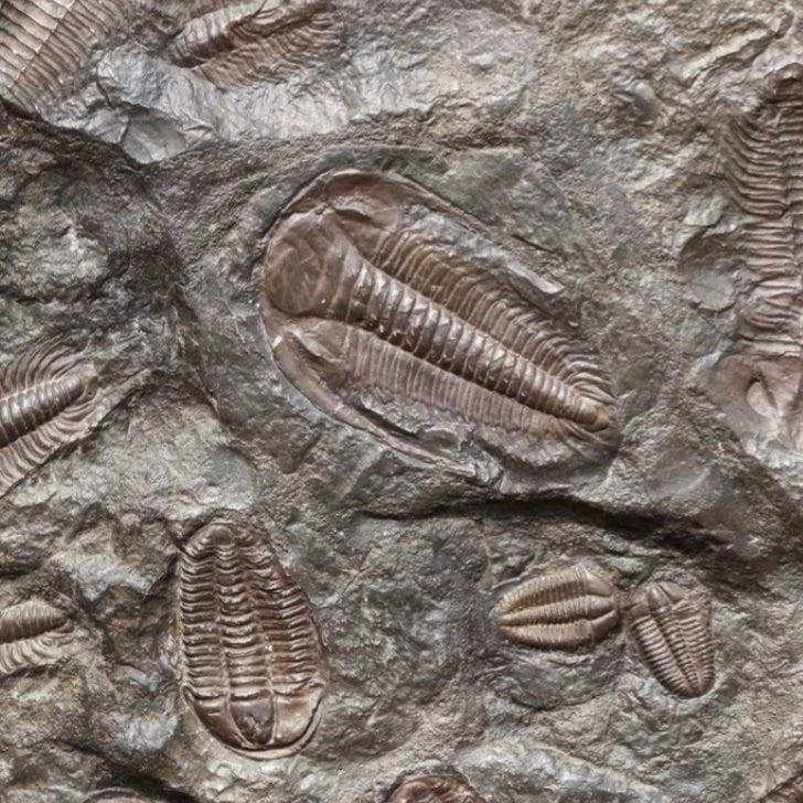 Fossile de Trilobite Flexicalymene – 425 à 500 millions d’années - Boutique Ømm