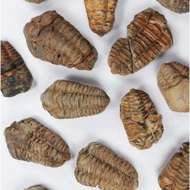 Fossile de Trilobite Flexicalymene – 425 à 500 millions d’années - Boutique Ømm