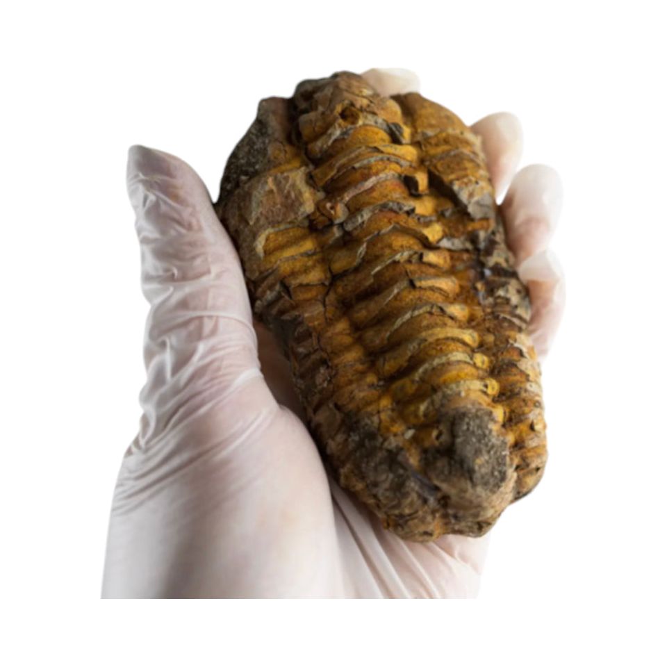 Fossile de Trilobite Flexicalymene – 425 à 500 millions d’années - Boutique Ømm