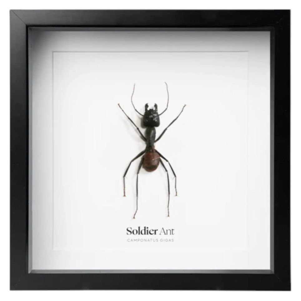 Fourmi Soldat sous cadre – Camponotus Gigas – Déco entomologique - Boutique Ømm