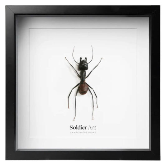 Fourmi Soldat sous cadre – Camponotus Gigas – Déco entomologique - Boutique Ømm