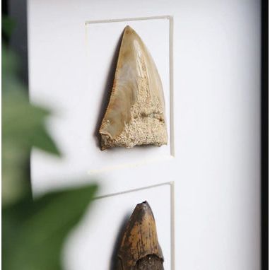 Fragments de dents de Mégalodon fossilisées - Boutique Ømm