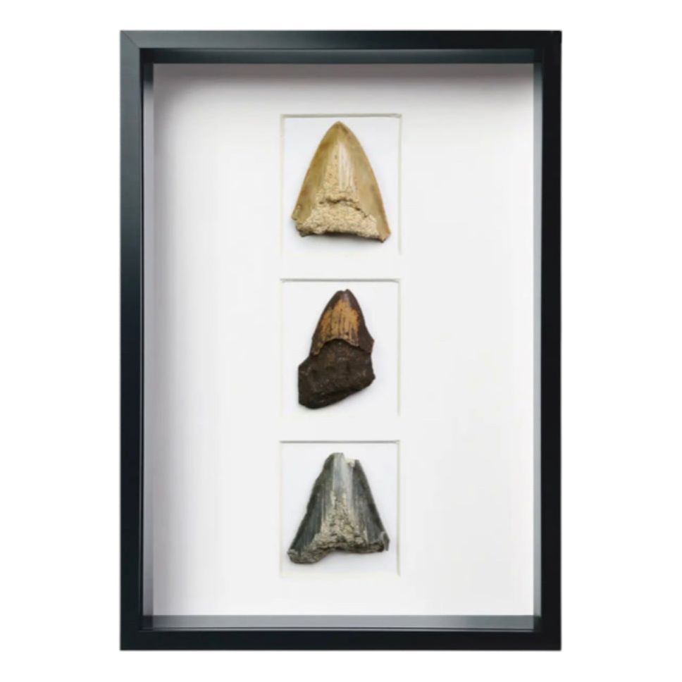 Fragments de dents de Mégalodon fossilisées - Boutique Ømm