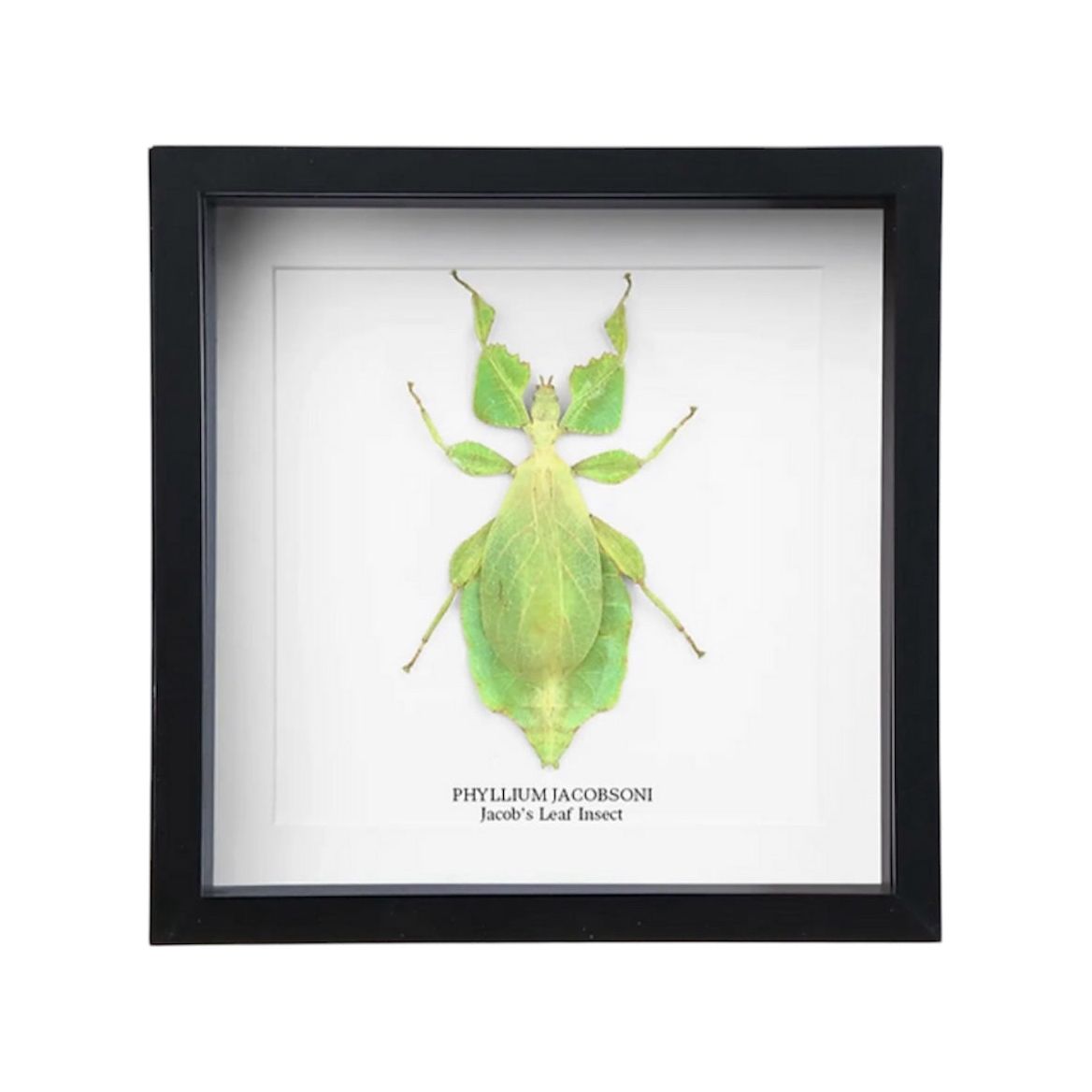 Cadre Insecte Feuille (Phyllium Jacobsoni) – Spécimen Naturaliste Encadré