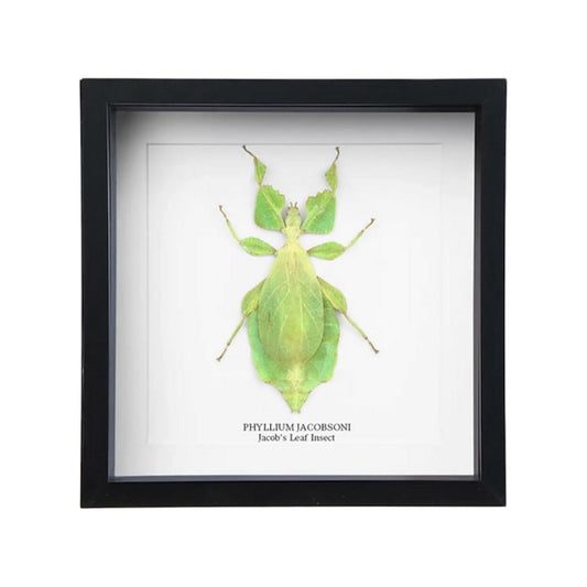 Cadre Insecte Feuille (Phyllium Jacobsoni) – Spécimen Naturaliste Encadré