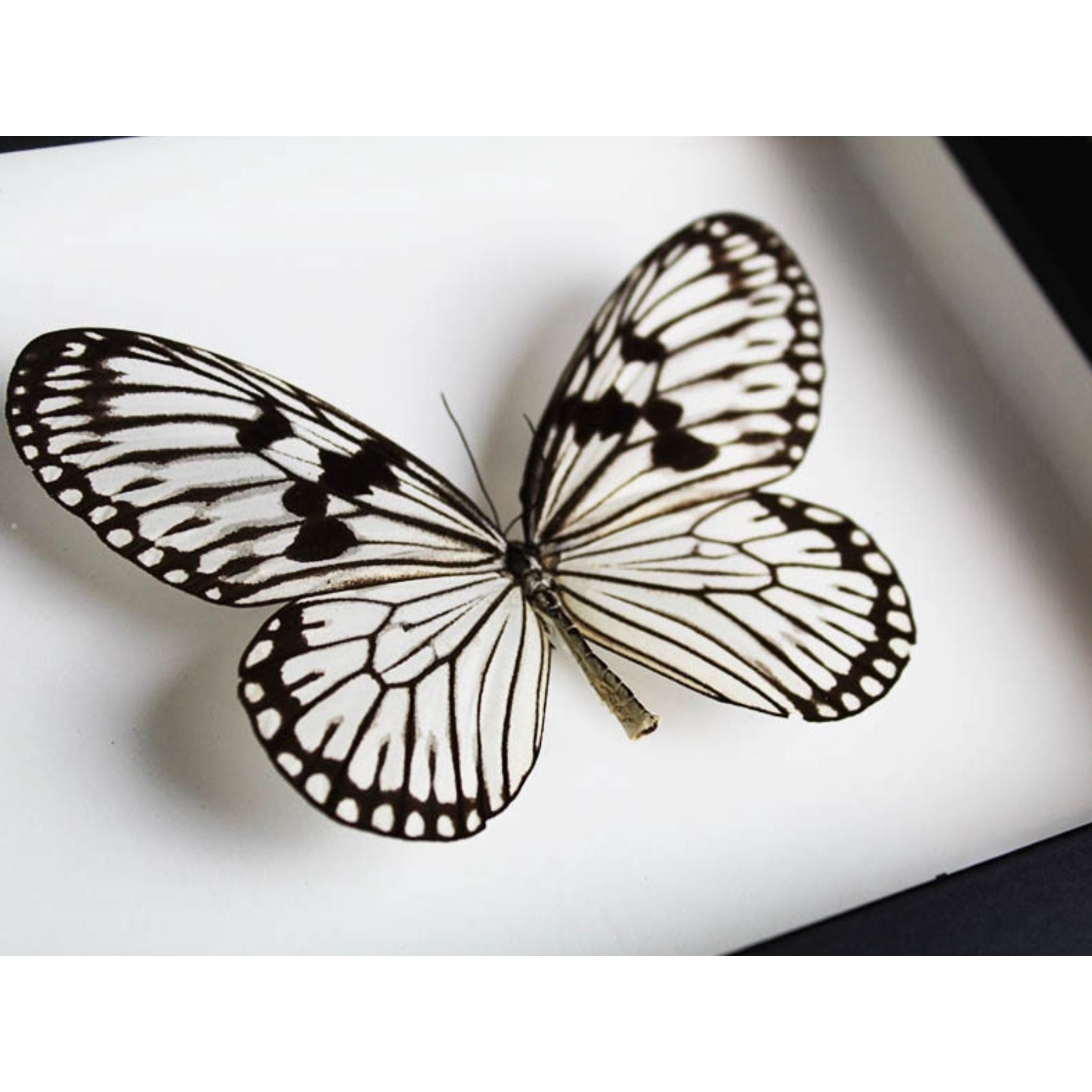 Papillon Nymphe des Bois Idea leuconoe encadré dans un cadre noir 15 x 20 cm
