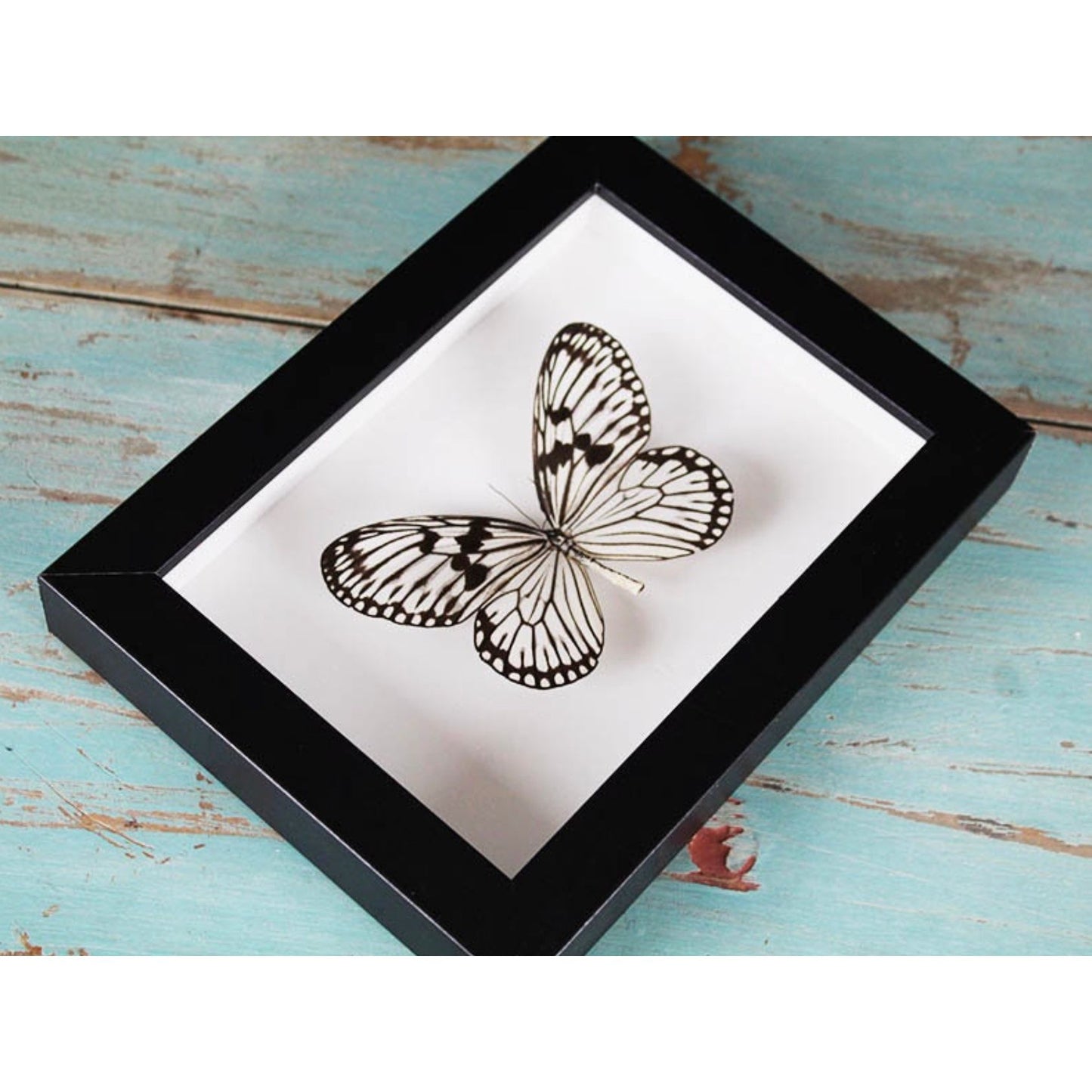 Papillon Nymphe des Bois Idea leuconoe encadré dans un cadre noir 15 x 20 cm