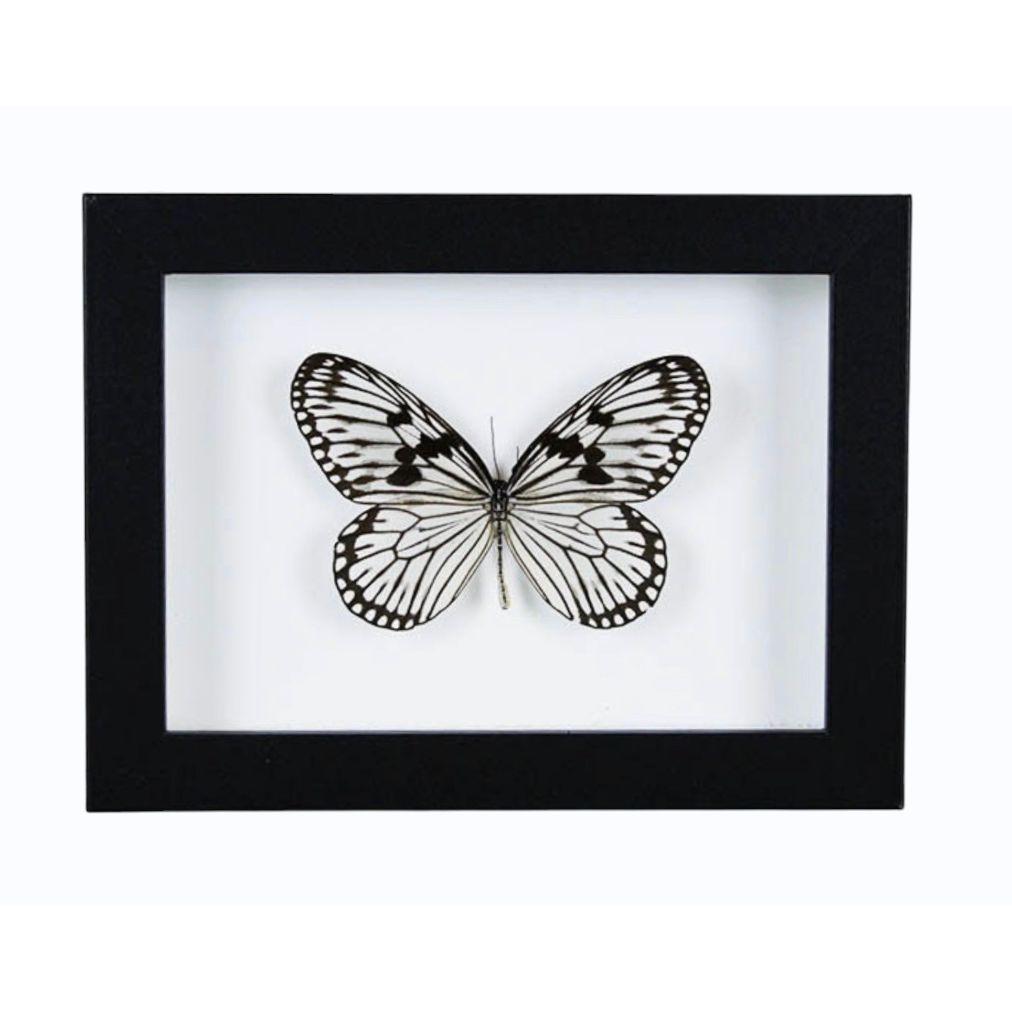 Papillon Nymphe des Bois Idea leuconoe encadré dans un cadre noir 15 x 20 cm
