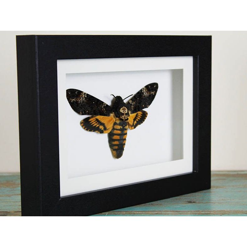 Papillon Acherontia Atropos encadré – Russie (15 x 20 cm) - Boutique Ømm