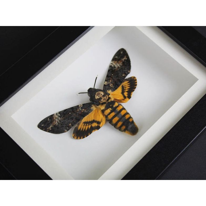 Papillon Acherontia Atropos encadré – Russie (15 x 20 cm) - Boutique Ømm