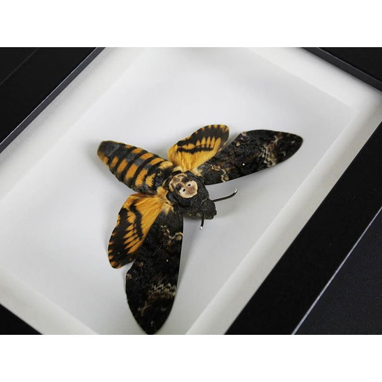 Papillon Acherontia Atropos encadré – Russie (15 x 20 cm) - Boutique Ømm