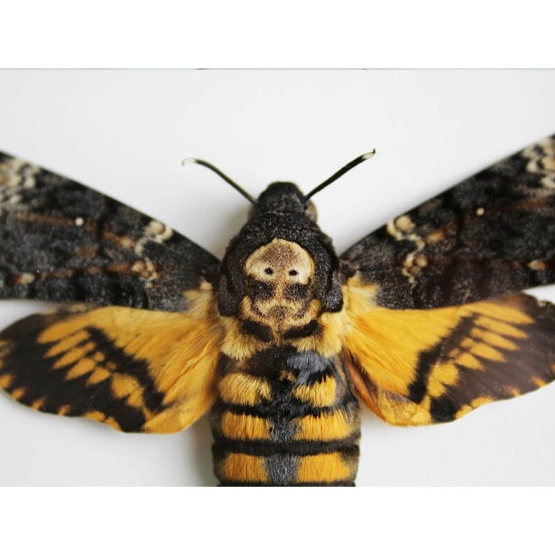 Papillon Acherontia Atropos encadré – Russie (15 x 20 cm) - Boutique Ømm