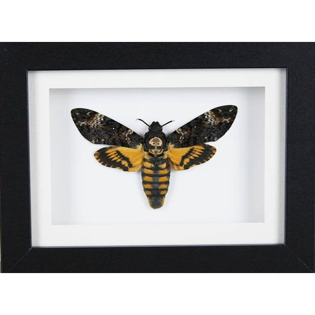 Papillon Acherontia Atropos encadré – Russie (15 x 20 cm) - Boutique Ømm