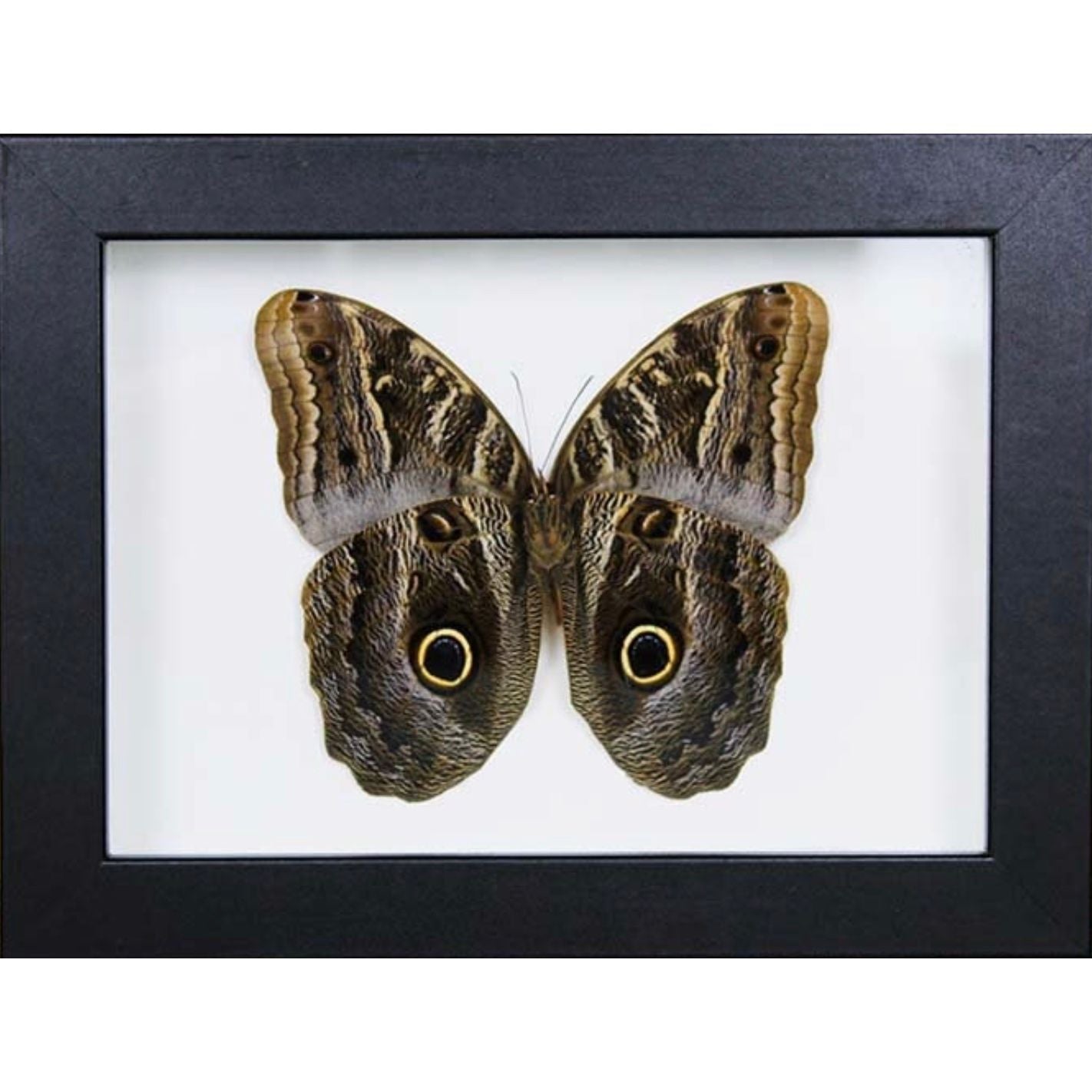 Papillon Hibou Encadré – Cadre 15 x 20 cm - Boutique Ømm