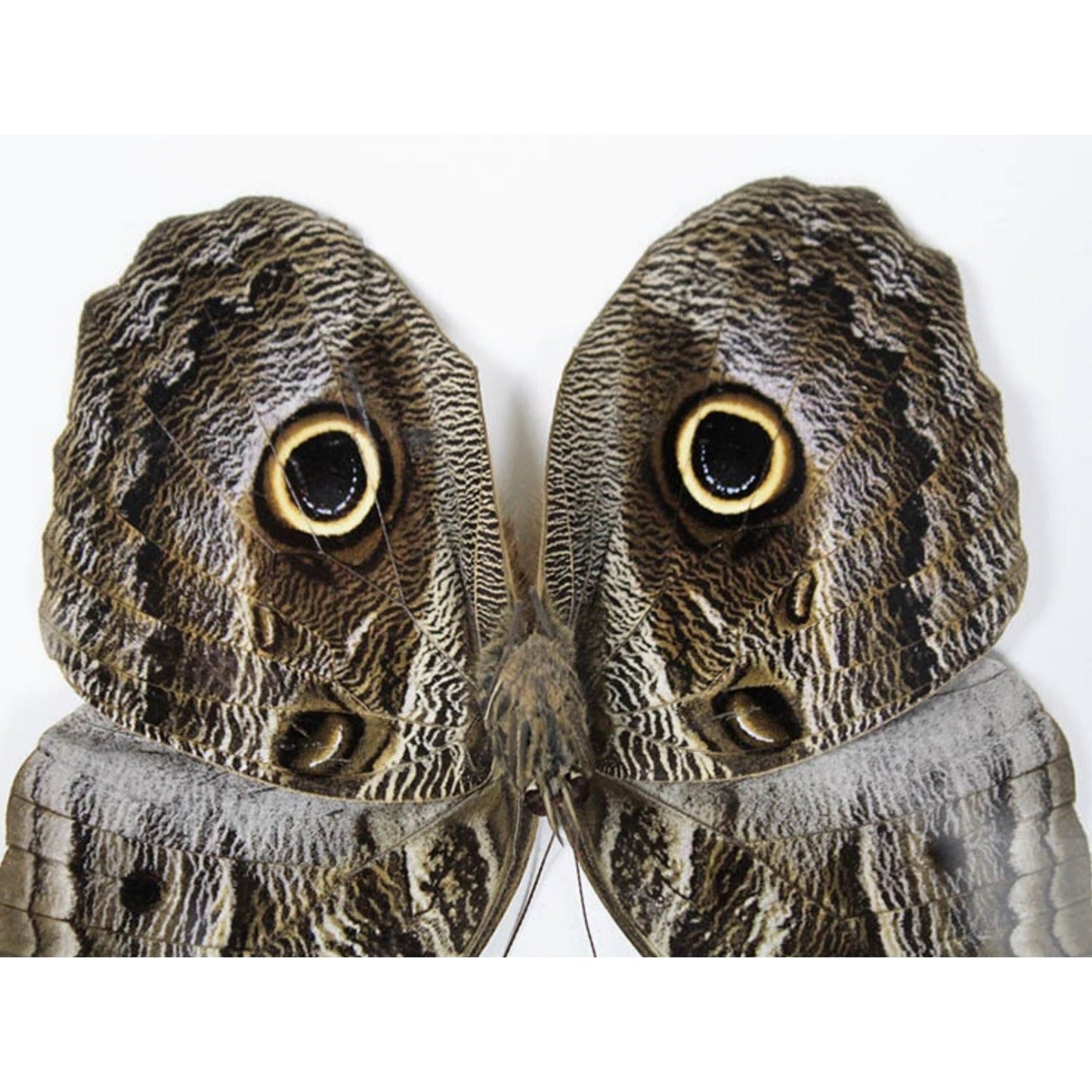 Papillon Hibou Encadré – Cadre 15 x 20 cm - Boutique Ømm