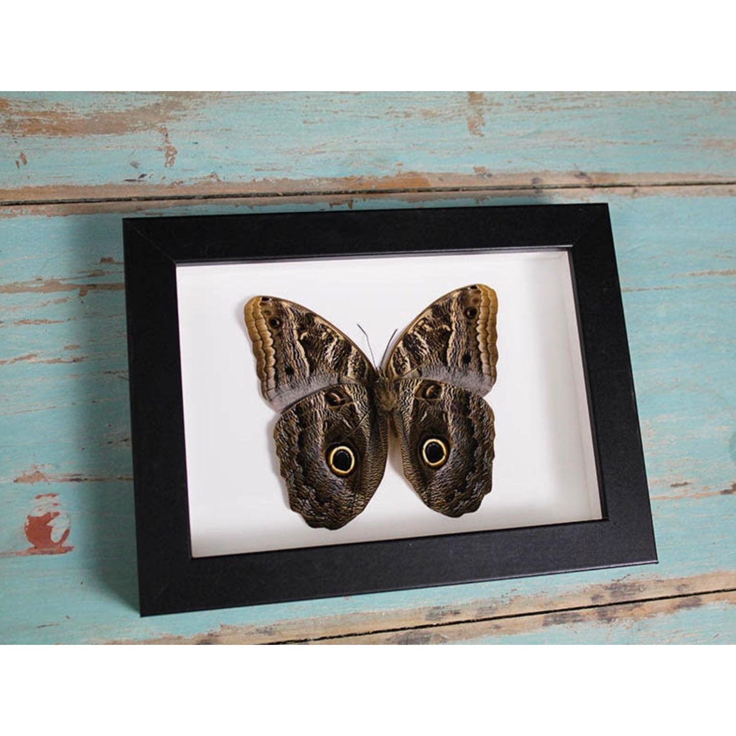 Papillon Hibou Encadré – Cadre 15 x 20 cm - Boutique Ømm