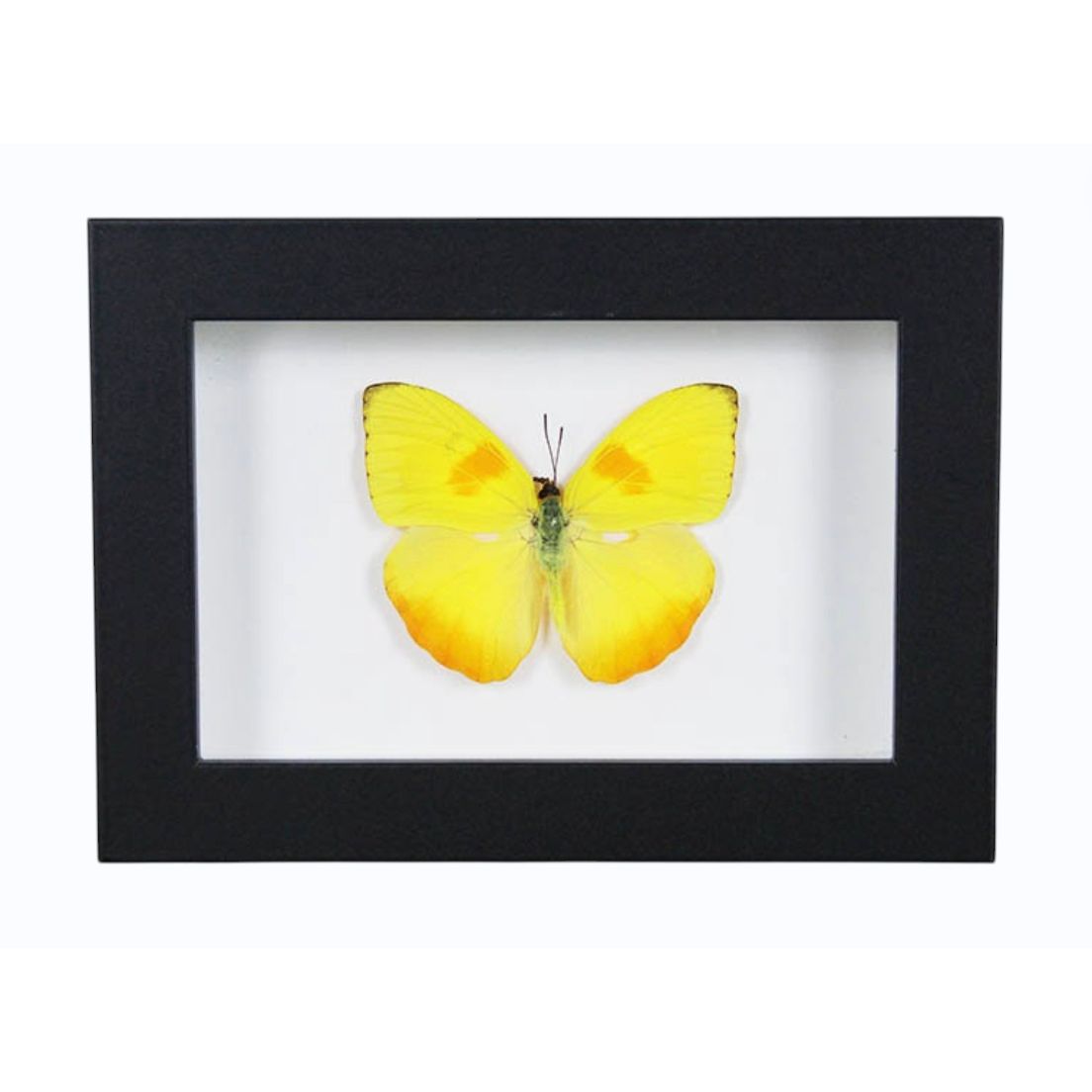 Papillon Phoebis pilea naturalisé présenté dans un cadre noir élégant 20x15 cm