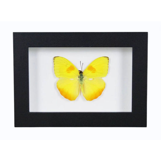 Papillon Phoebis pilea naturalisé présenté dans un cadre noir élégant 20x15 cm
