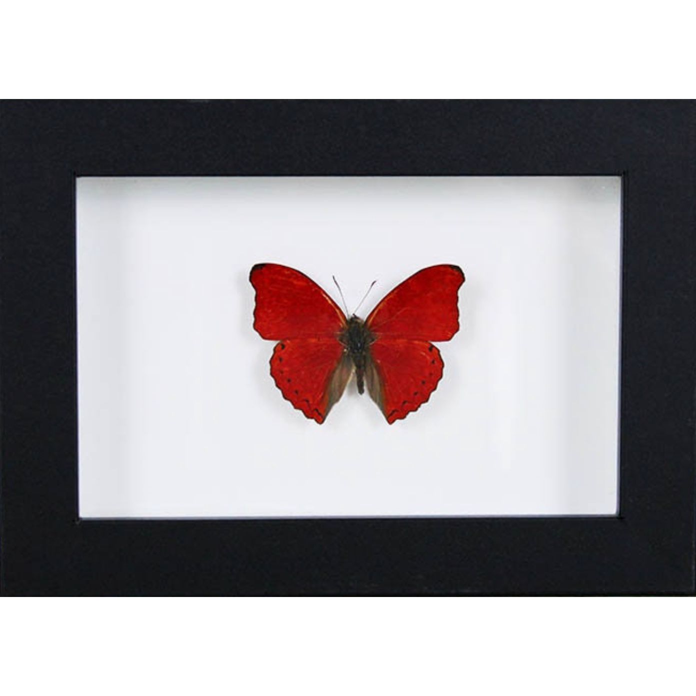 Papillon Red Glider Encadré – Cadre 15 x 20 cm - Boutique Ømm