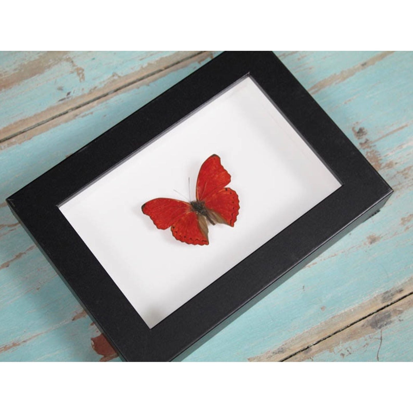Papillon Red Glider Encadré – Cadre 15 x 20 cm - Boutique Ømm