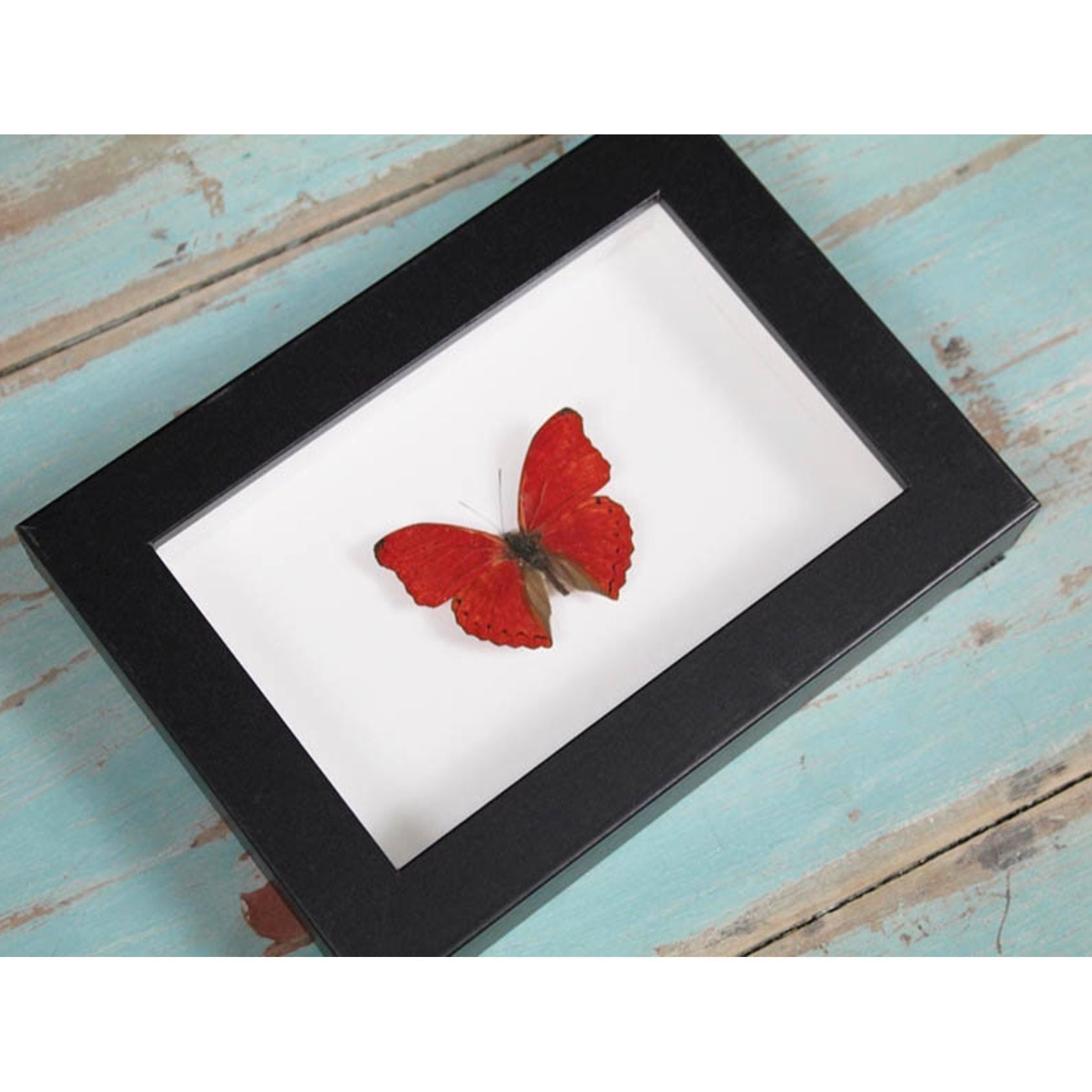 Papillon Red Glider Encadré – Cadre 15 x 20 cm - Boutique Ømm