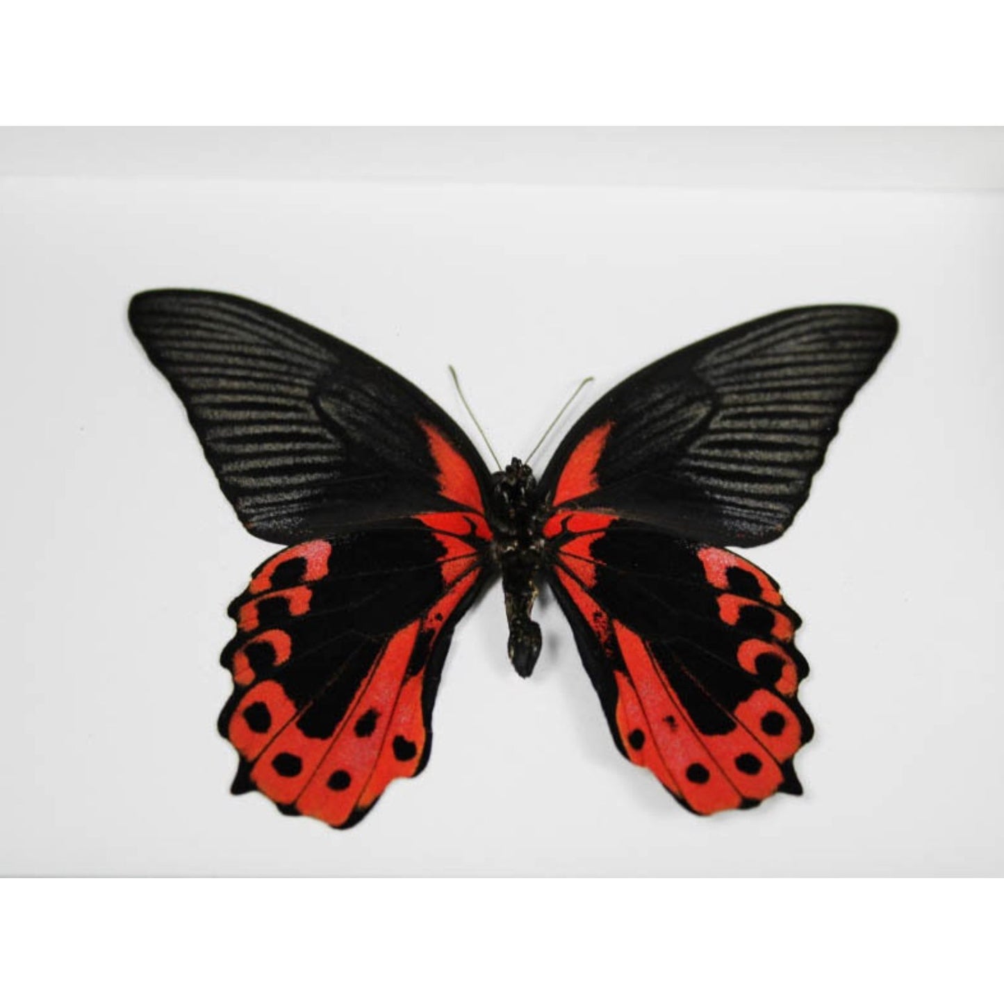 Papillon Scarlet Mormon Papilio rumanzovia encadré dans un cadre noir 15 x 20 cm