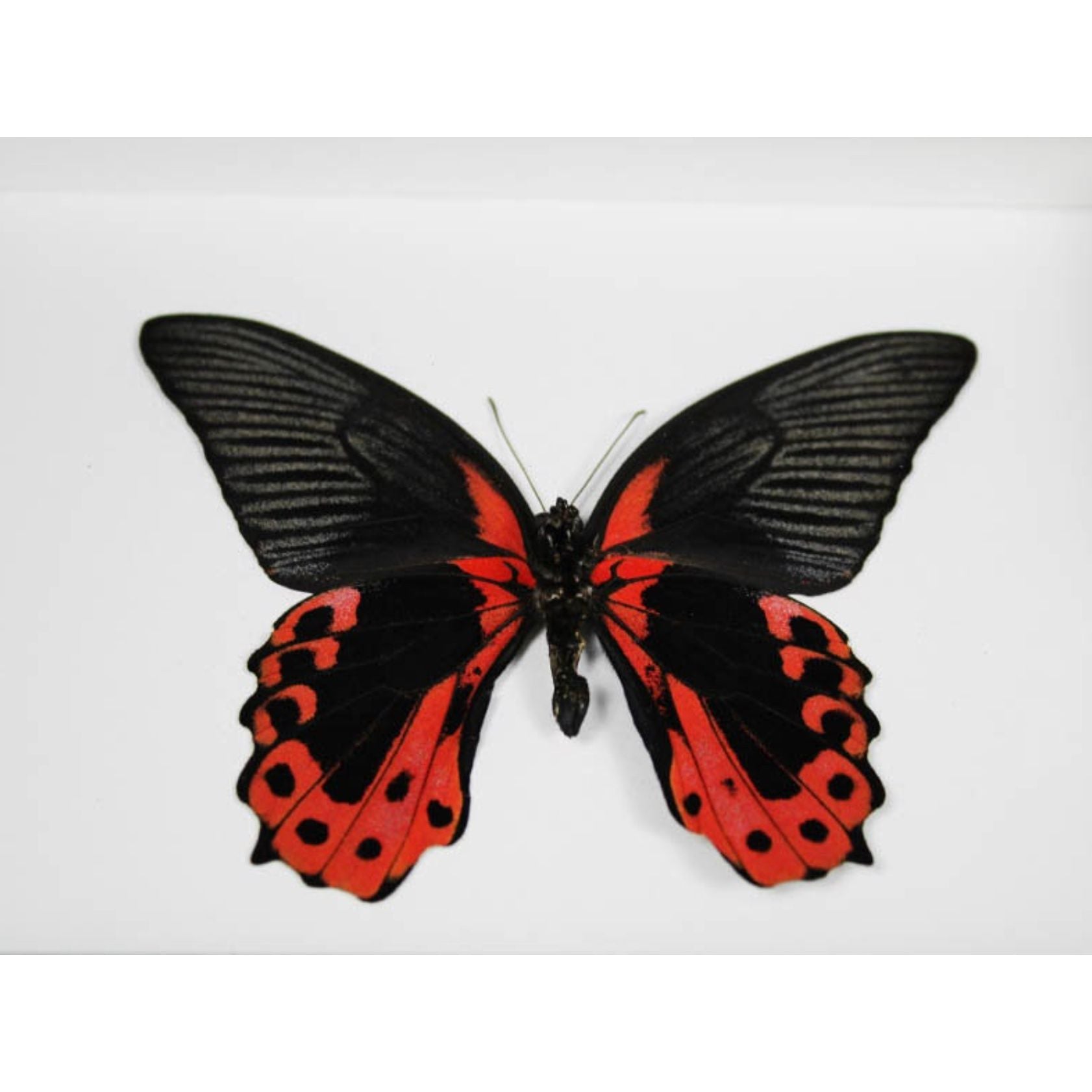 Papillon Scarlet Mormon Papilio rumanzovia encadré dans un cadre noir 15 x 20 cm