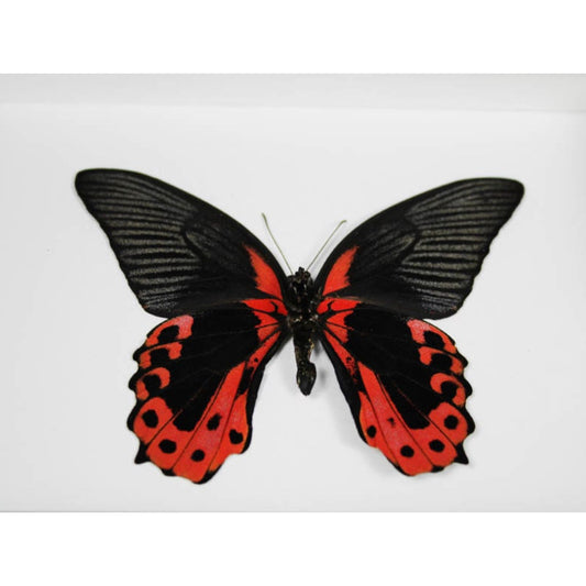 Papillon Scarlet Mormon Papilio rumanzovia encadré dans un cadre noir 15 x 20 cm