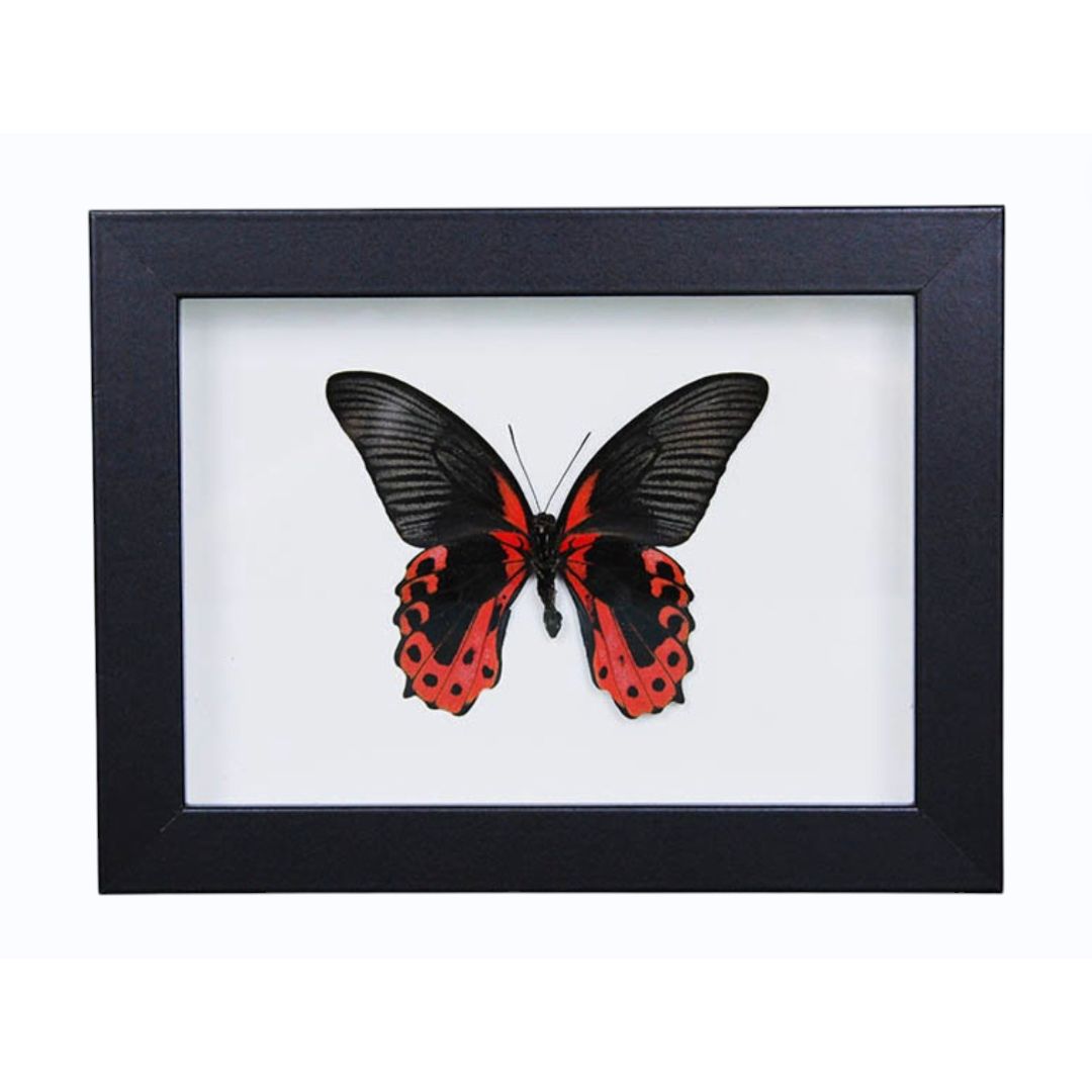Papillon Scarlet Mormon Papilio rumanzovia encadré dans un cadre noir 15 x 20 cm