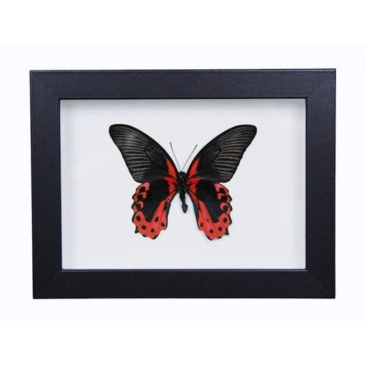 Papillon Scarlet Mormon Papilio rumanzovia encadré dans un cadre noir 15 x 20 cm