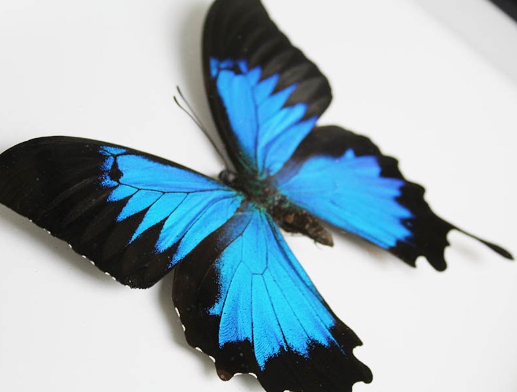 Papillon Ulysses Papilio ulysses encadré dans un cadre noir 22,5 x 28 cm