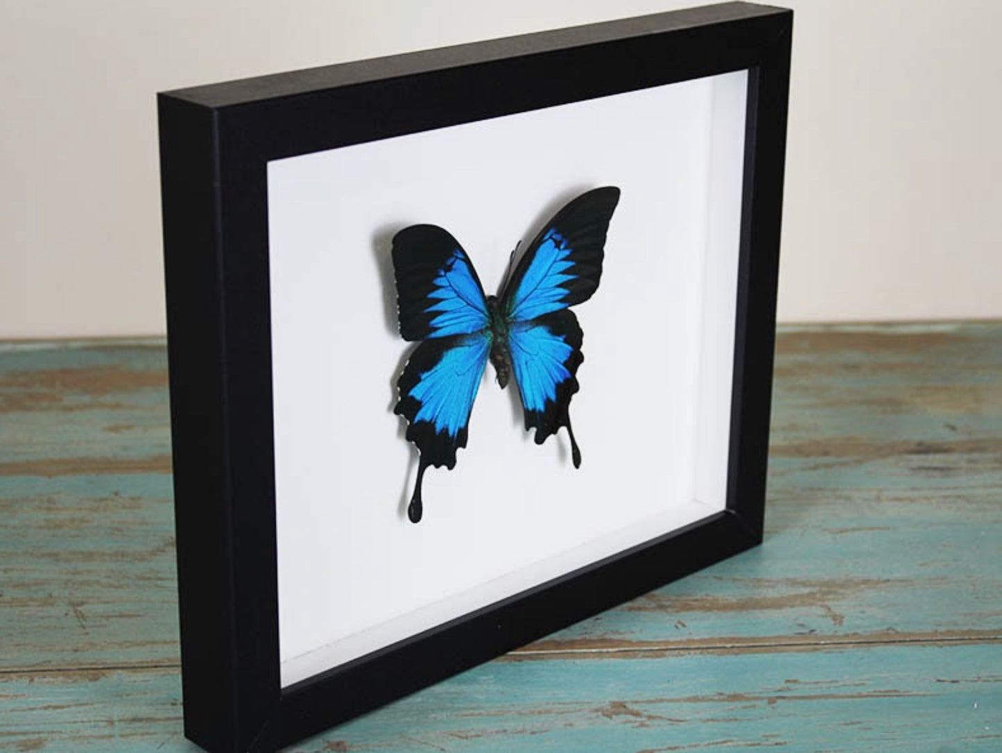 Papillon Ulysses Papilio ulysses encadré dans un cadre noir 22,5 x 28 cm