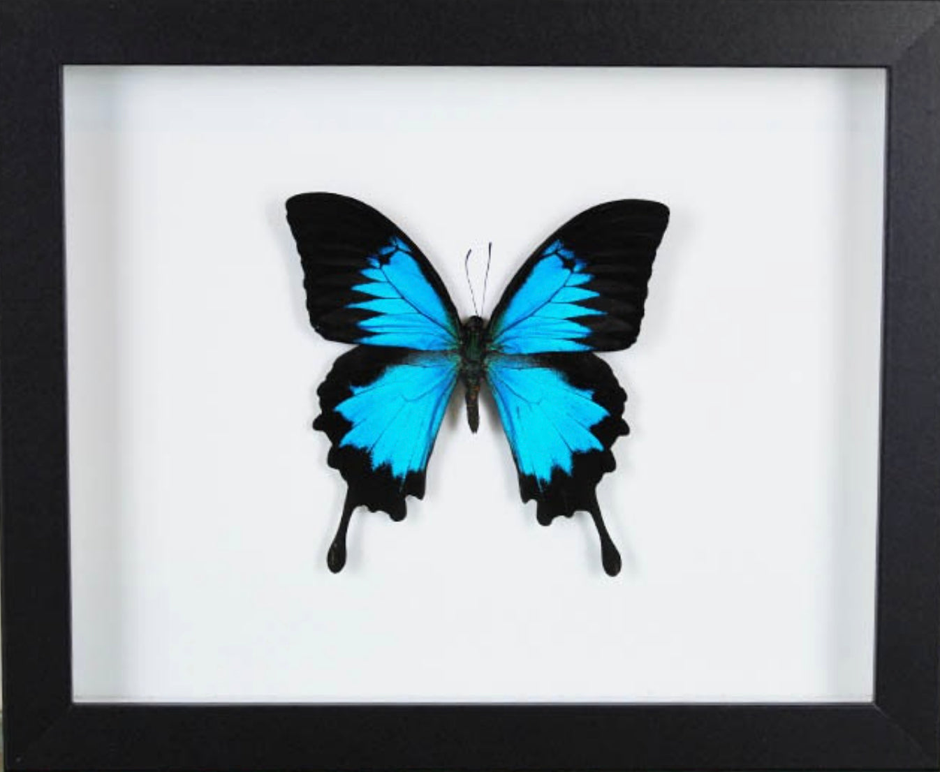 Papillon Ulysses Papilio ulysses encadré dans un cadre noir 22,5 x 28 cm