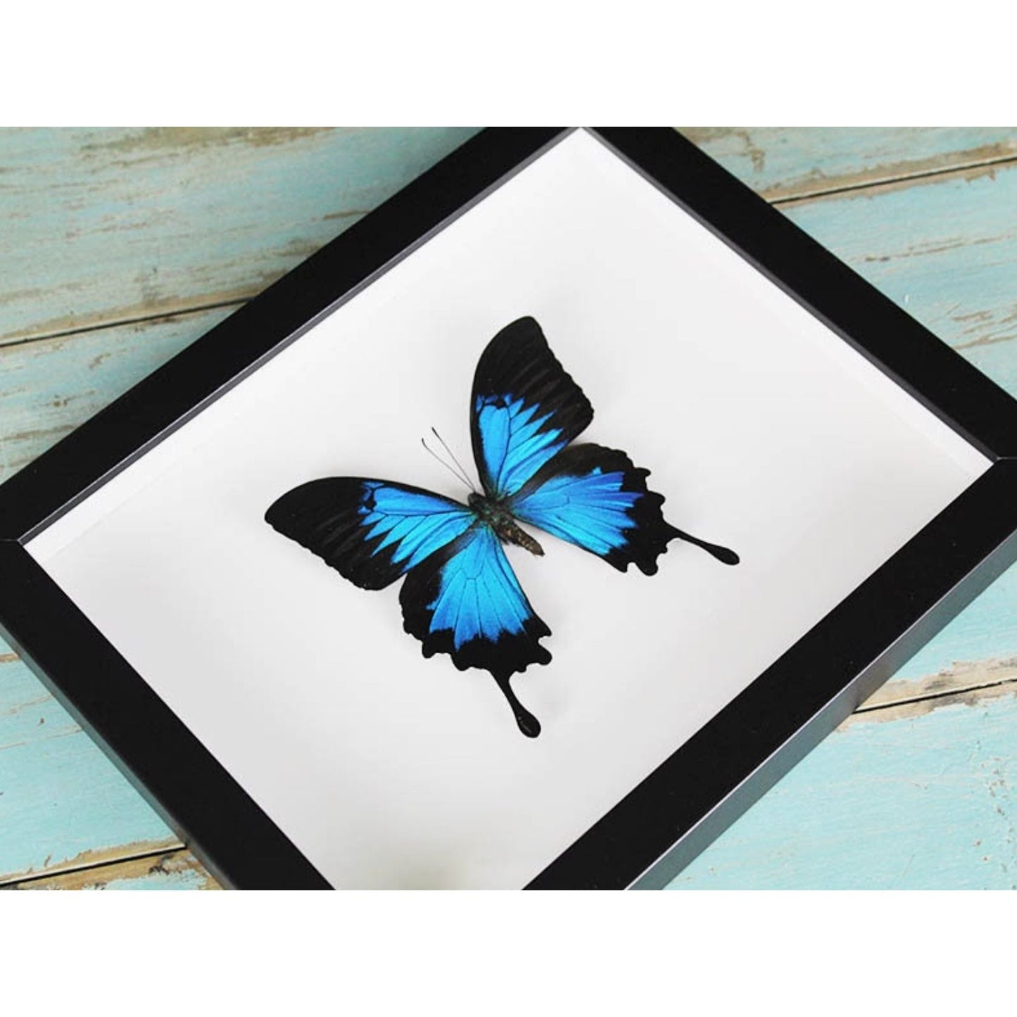 Papillon Ulysses Encadré – Cadre 22,5 x 28 cm - Boutique Ømm