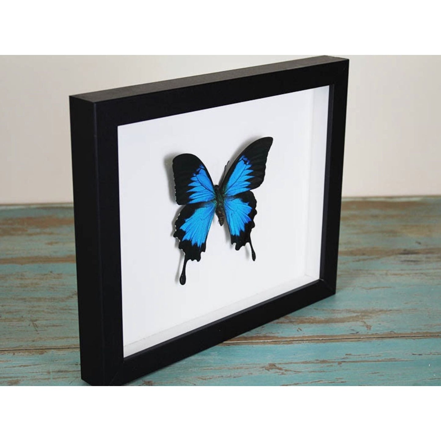 Papillon Ulysses Encadré – Cadre 22,5 x 28 cm - Boutique Ømm