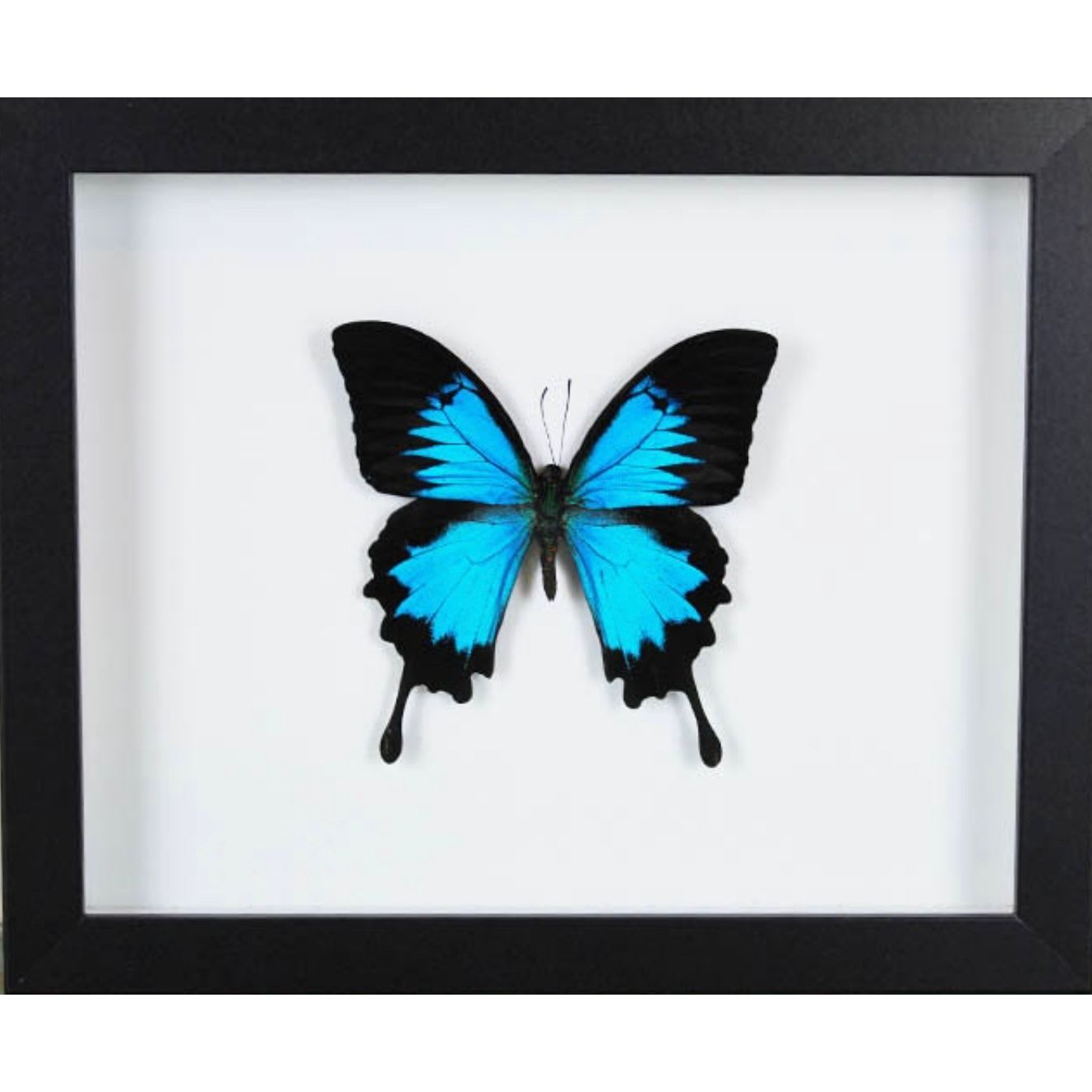 Papillon Ulysses Encadré – Cadre 22,5 x 28 cm - Boutique Ømm