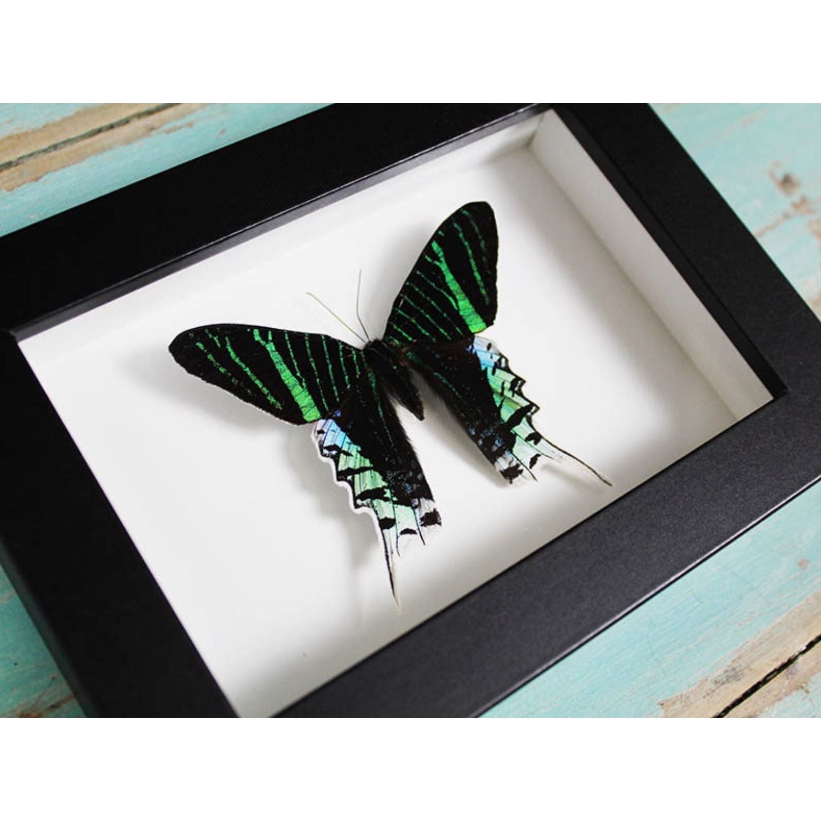 Papillon Urania leilus encadré dans un cadre noir 20 x 15 cm